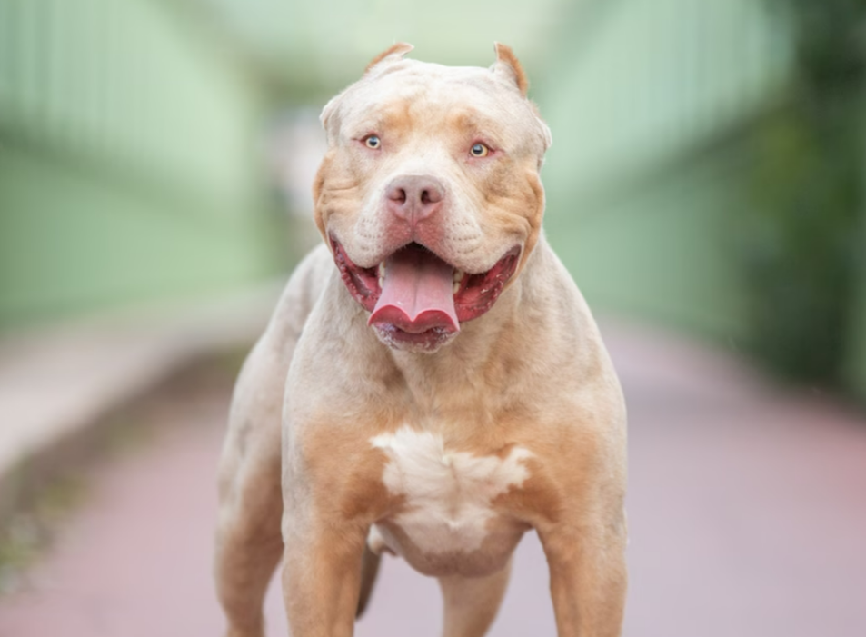 Deutscher auf Mallorca von Pitbull zerfleischt - Eigenes Tier attackierte den Hundehalter